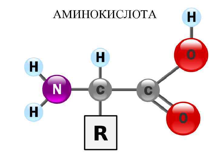 АМИНОКИСЛОТА 