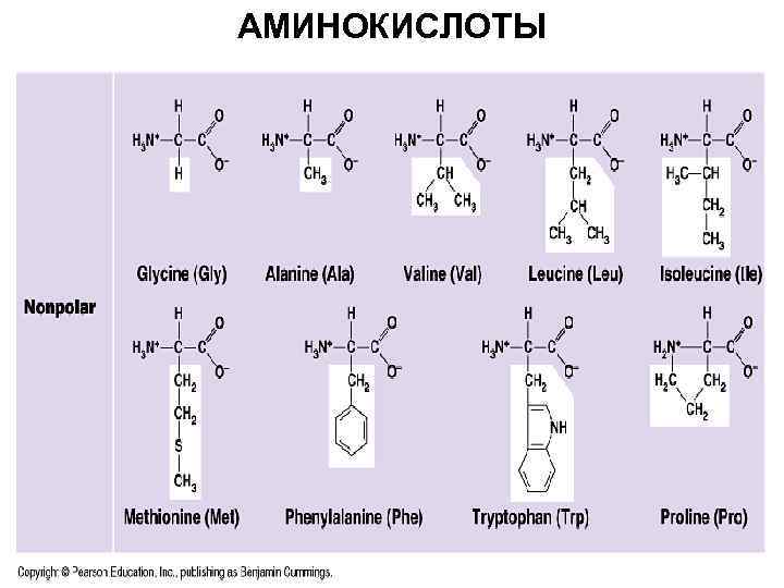 АМИНОКИСЛОТЫ 