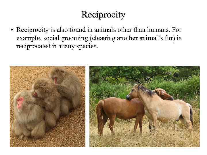 Reciprocity • Reciprocity is also found in animals other than humans. For example, social