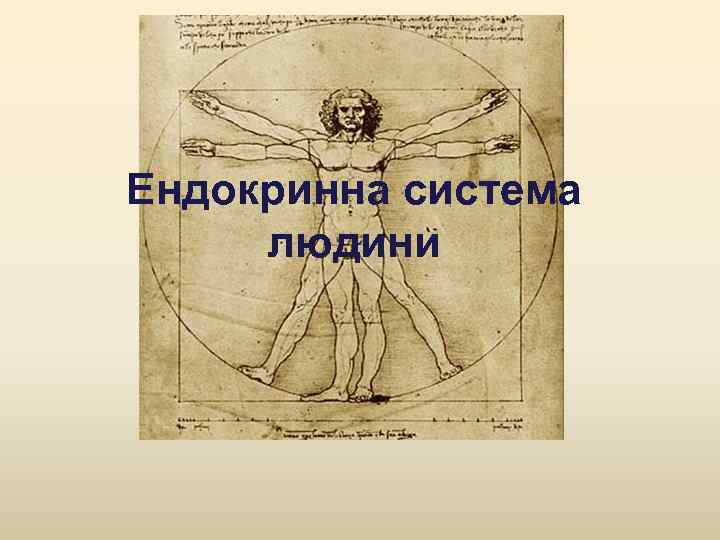 Ендокринна система людини 