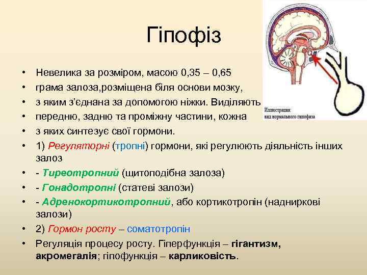 Гіпофіз • • • Невелика за розміром, масою 0, 35 – 0, 65 грама