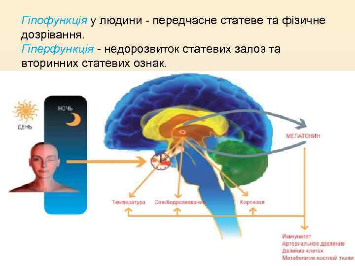 Гіпофункція у людини - передчасне статеве та фізичне дозрівання. Гіперфункція - недорозвиток статевих залоз