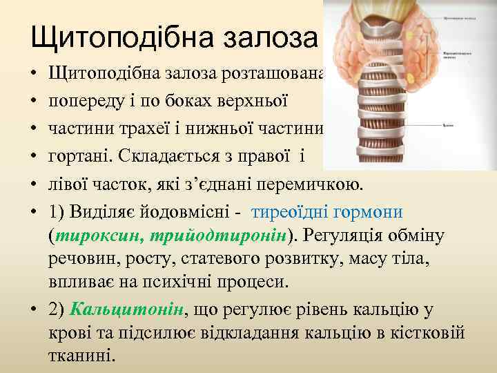 Щитоподібна залоза • • • Щитоподібна залоза розташована попереду і по боках верхньої частини