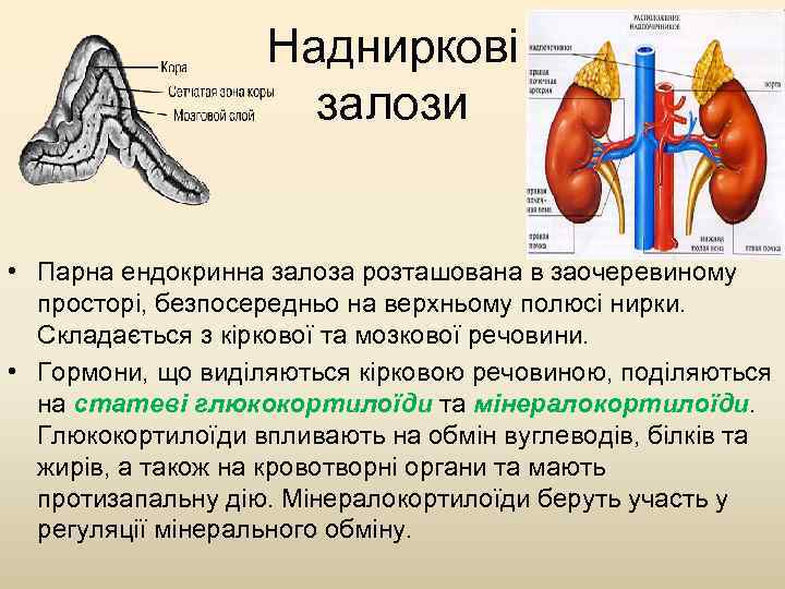 Надниркові залози • Парна ендокринна залоза розташована в заочеревиному просторі, безпосередньо на верхньому полюсі