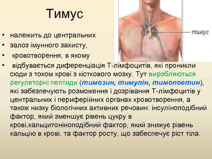 Тимус красный мозг. Вилочковая железа тимозин. Гормоны тимуса. Тимус у взрослых людей. Строение тимуса человека.