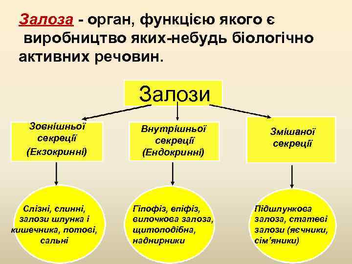 Залоза - орган, функцією якого є виробництво яких-небудь біологічно активних речовин. Залози Зовнішньої секреції