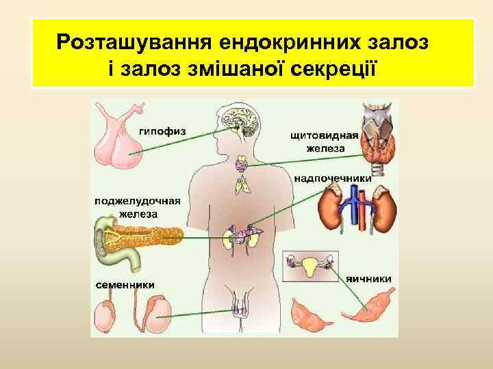 Розташування ендокринних залоз і залоз змішаної секреції 