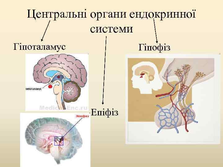 Центральні органи ендокринної системи Гіпоталамус Гіпофіз Епіфіз 