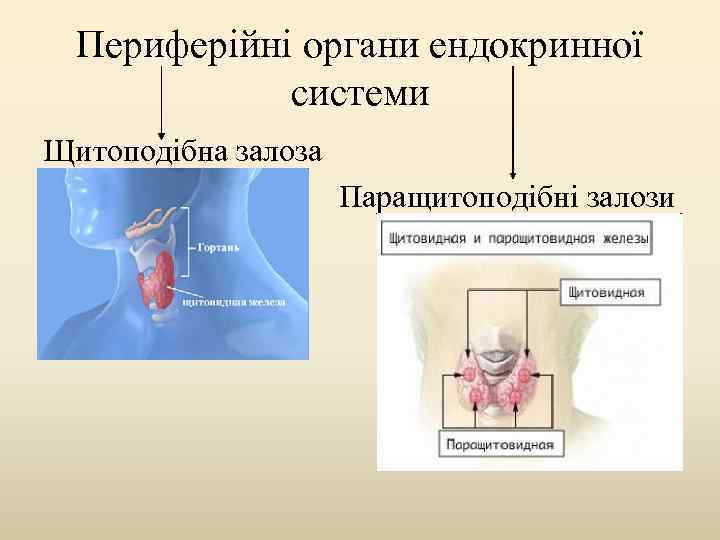 Периферійні органи ендокринної системи Щитоподібна залоза Паращитоподібні залози 