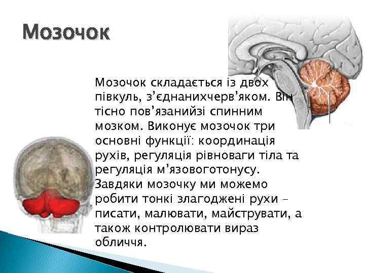 Мозочок складається із двох півкуль, з’єднанихчерв’яком. Він тісно пов’язанийзі спинним мозком. Виконує мозочок три