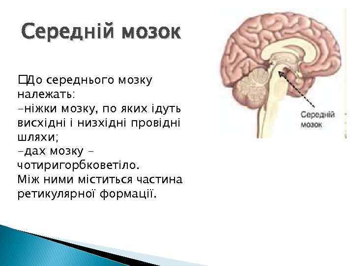 Середній мозок середнього мозку До належать: -ніжки мозку, по яких ідуть висхідні і низхідні