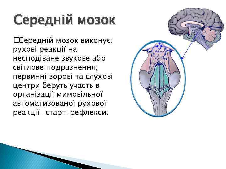 Середній мозок виконує: рухові реакції на несподіване звукове або світлове подразнення; первинні зорові та