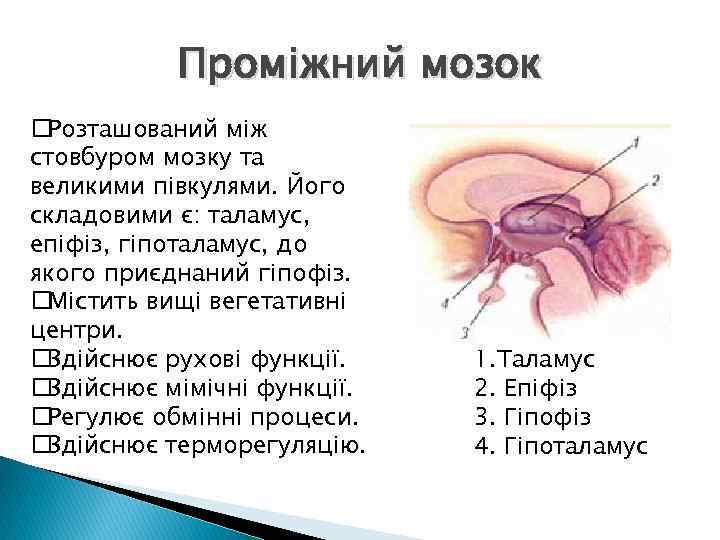 Проміжний мозок Розташований між стовбуром мозку та великими півкулями. Його складовими є: таламус, епіфіз,