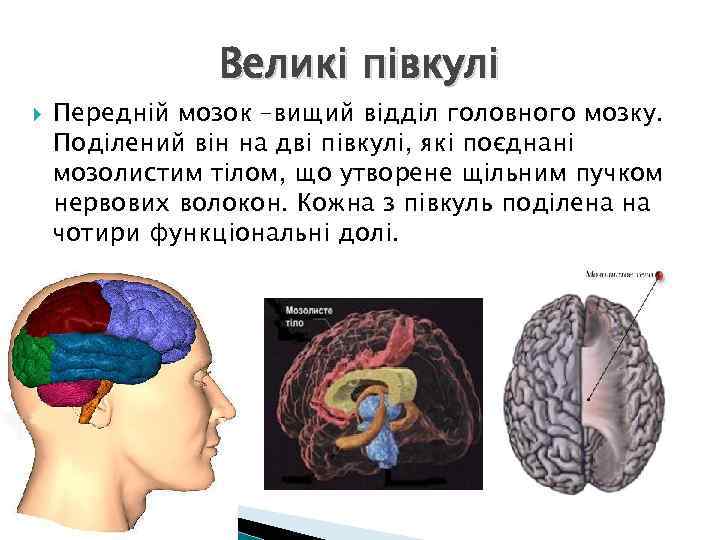 Великі півкулі Передній мозок –вищий відділ головного мозку. Поділений він на дві півкулі, які