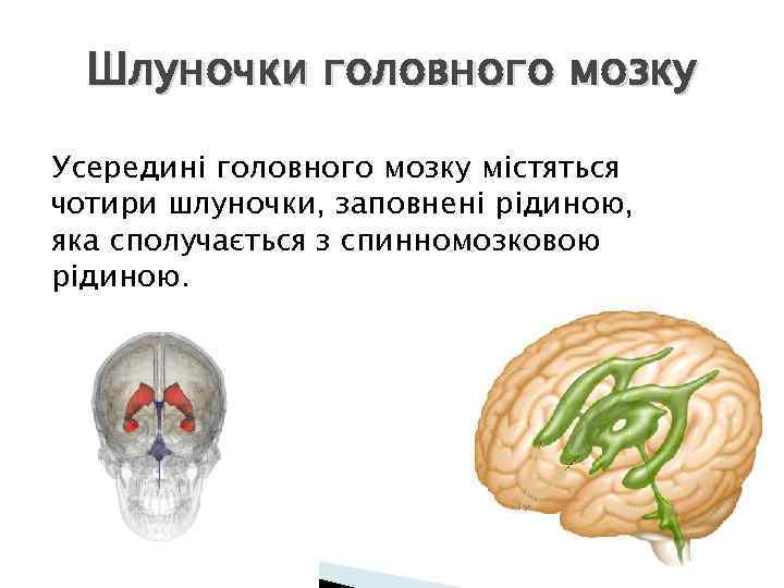 Шлуночки головного мозку Усередині головного мозку містяться чотири шлуночки, заповнені рідиною, яка сполучається з