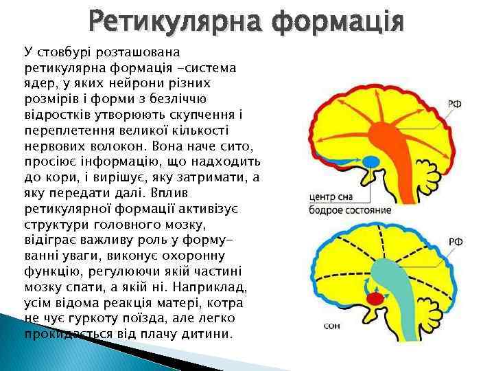Ретикулярна формація У стовбурі розташована ретикулярна формація -система ядер, у яких нейрони різних розмірів