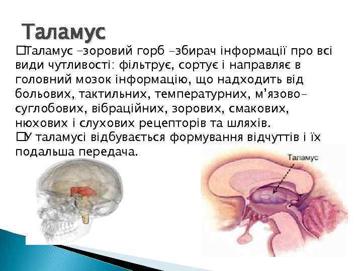 Таламус –зоровий горб -збирач інформації про всі види чутливості: фільтрує, сортує і направляє в