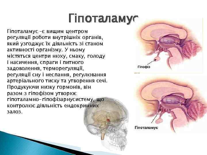 Гіпоталамус –є вищим центром регуляції роботи внутрішніх органів, який узгоджує їх діяльність зі станом