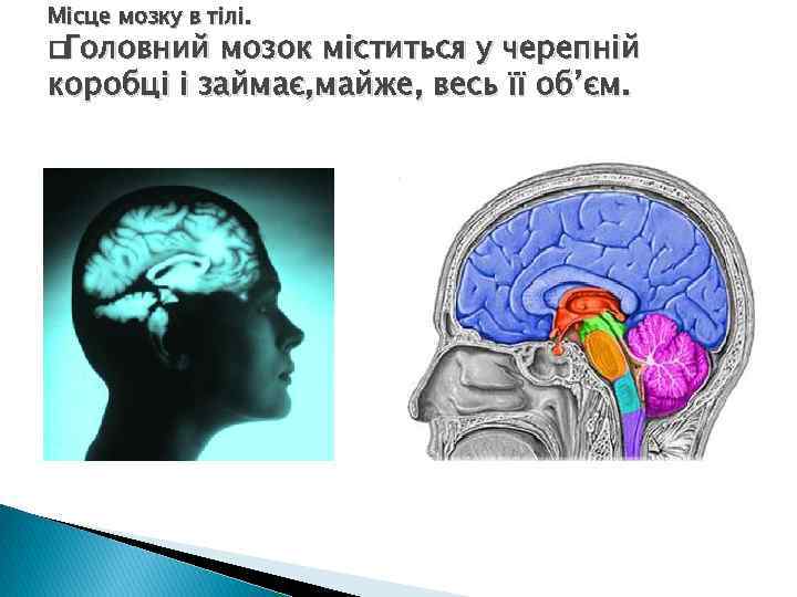 Місце мозку в тілі. Головний мозок міститься у черепній коробці і займає, майже, весь