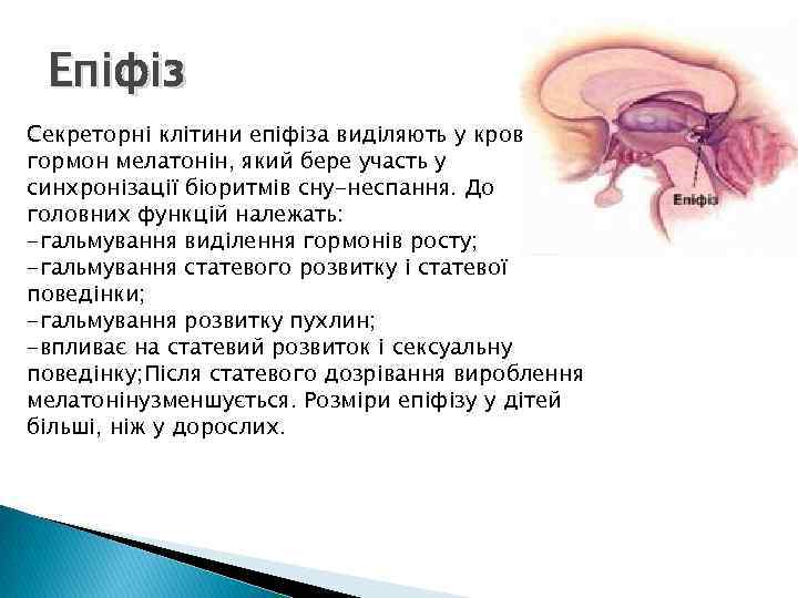 Епіфіз Секреторні клітини епіфіза виділяють у кров гормон мелатонін, який бере участь у синхронізації