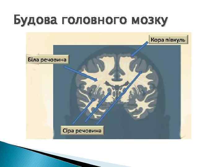 Будова головного мозку 