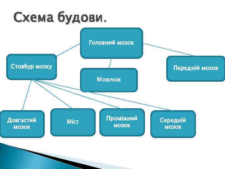Схема будови. Головний мозок Стовбур мозку Передній мозок Мозочок Довгастий мозок Міст Проміжний мозок