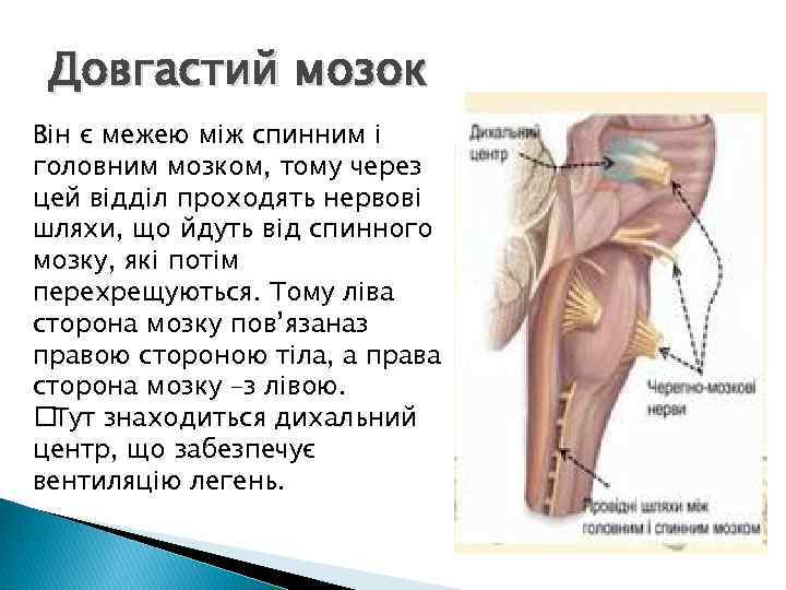 Довгастий мозок Він є межею між спинним і головним мозком, тому через цей відділ