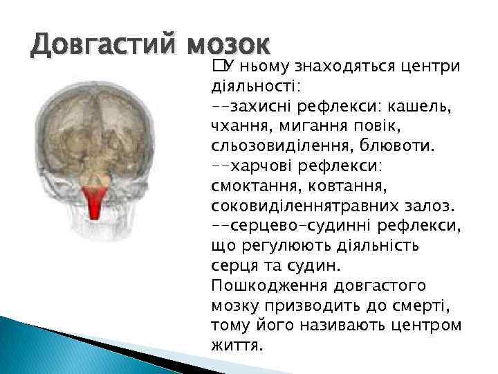 Довгастий мозок ньому знаходяться центри У діяльності: --захисні рефлекси: кашель, чхання, мигання повік, сльозовиділення,