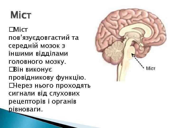 Міст пов’язуєдовгастий та середній мозок з іншими відділами головного мозку. Він виконує провідникову функцію.