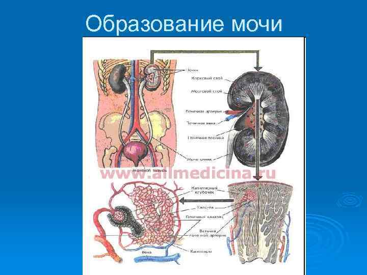 Образование мочи 