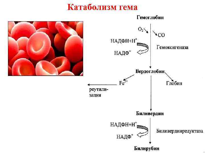 Катаболизм гема 