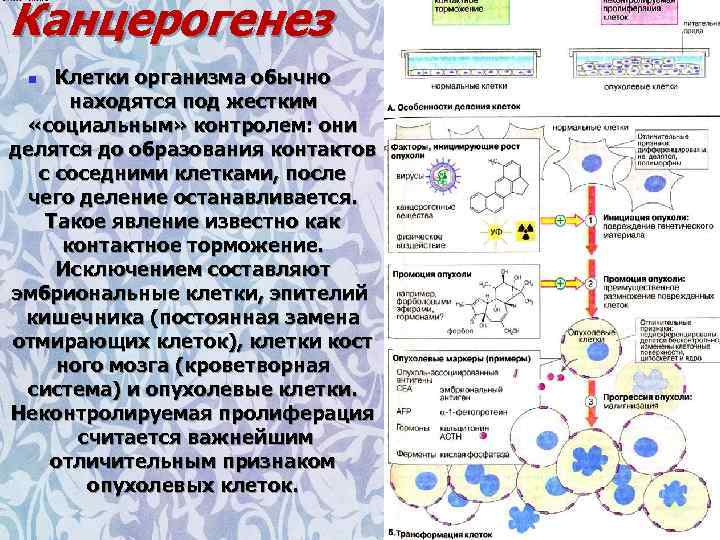 Патогенетическая схема химического механизма канцерогенеза