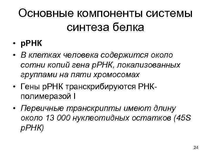 Основные компоненты системы синтеза белка • р. РНК • В клетках человека содержится около