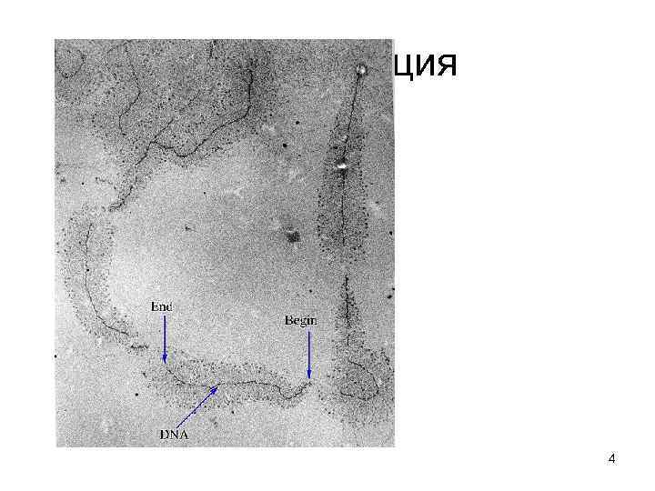 Транскрипция 4 