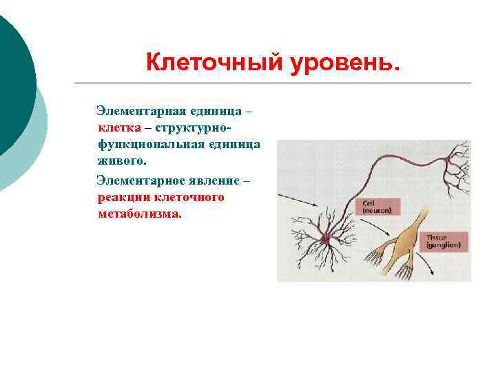 Клеточный уровень. Элементарная единица – клетка – структурнофункциональная единица живого. Элементарное явление – реакции