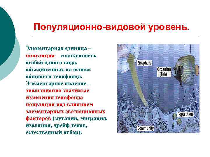 Популяционно-видовой уровень. Элементарная единица – популяция – совокупность особей одного вида, объединенных на основе