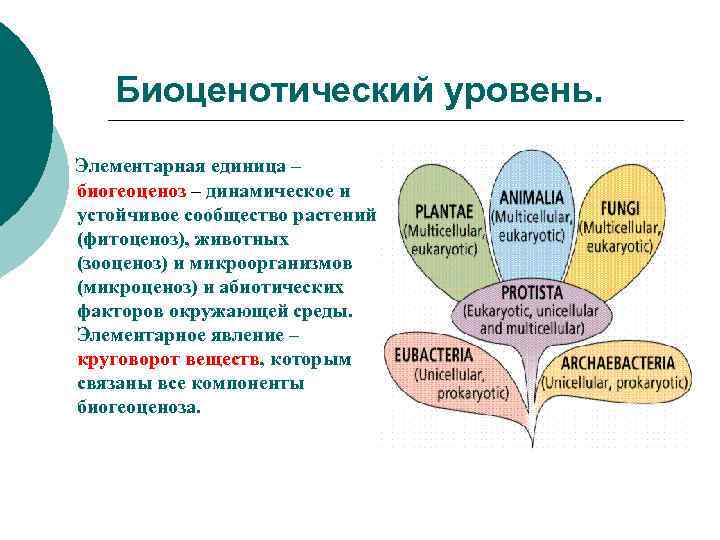 Биоценотический уровень. Элементарная единица – биогеоценоз – динамическое и устойчивое сообщество растений (фитоценоз), животных