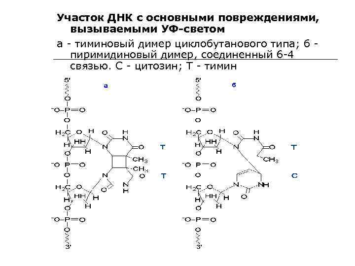 Участок ДНК с основными повреждениями, вызываемыми УФ-светом а - тиминовый димер циклобутанового типа; б