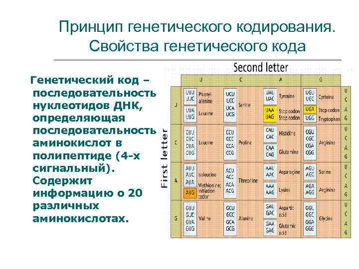 Генетическая кодированная таблица