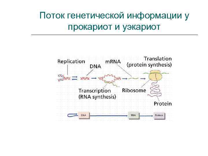 Схема реализации наследственной информации в клетке