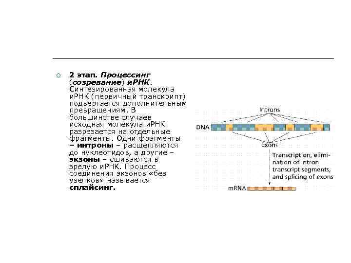  2 этап. Процессинг (созревание) и. РНК. Синтезированная молекула и. РНК (первичный транскрипт) подвергается