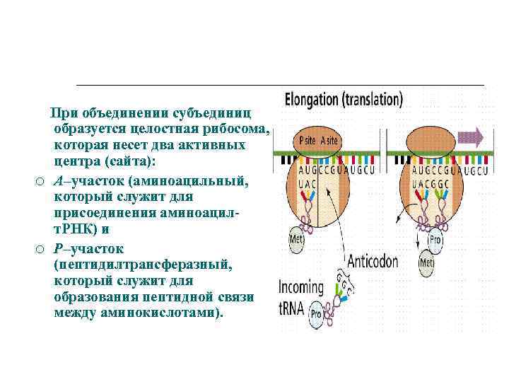 Схема переноса генетической информации в клетке роль матрицы