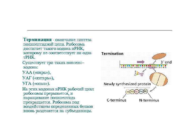 Терминация - окончание синтеза полипептидной цепи. Рибосома достигает такого кодона и. РНК, которому не
