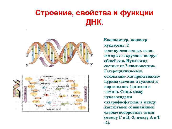 Строение и функции днк