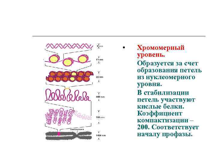  • Хромомерный уровень. Образуется за счет образования петель из нуклеомерного уровня. В стабилизации