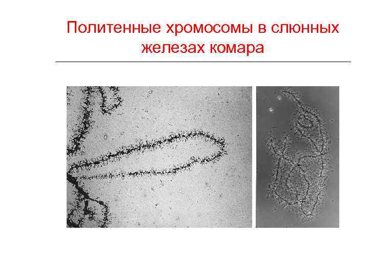 Политенные хромосомы в слюнных железах комара 