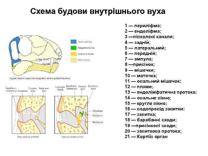Схема будови внутрішнього вуха 1 — периліфма; 2 — ендоліфма; 3 —півколові канали; 4