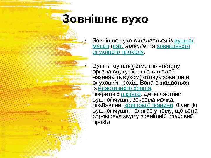 Зовнішнє вухо • Зовнішнє вухо складається із вушної мушлі (лат. auricula) та зовнішнього слухового