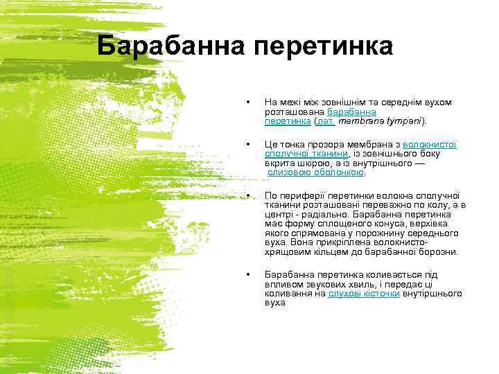 Барабанна перетинка • На межі між зовнішнім та середнім вухом розташована барабанна перетинка (лат.