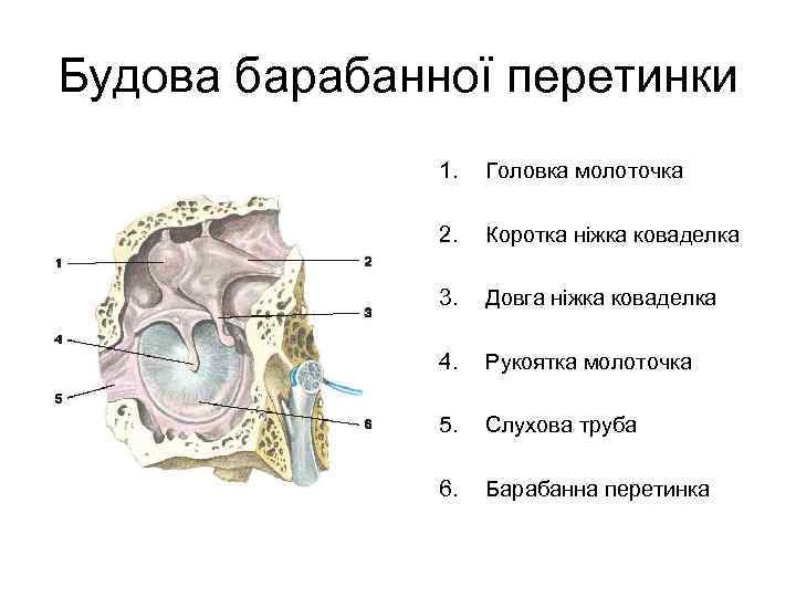 Будова барабанної перетинки 1. Головка молоточка 2. Коротка ніжка коваделка 3. Довга ніжка коваделка